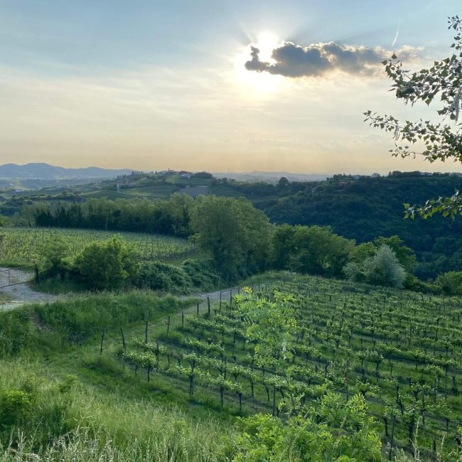 COLLIO