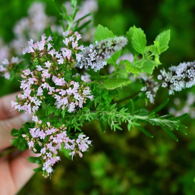 culinary-herbs-gc5b5f8ba5_1920